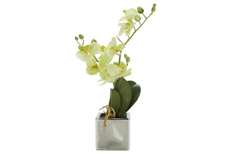 TK Maxx Orchidee fake 12.99&euro;